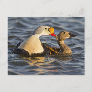 Carte Postale Un couple d'eiders à tête grise en parade dans un