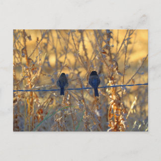 Carte Postale Un couple romantique d'oiseaux moineaux sur un fil