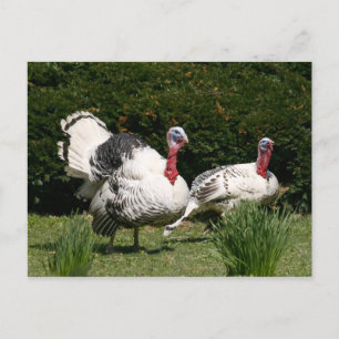 Carte Postale Un couple turc