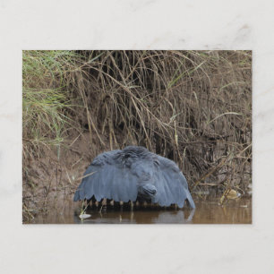 Carte Postale Un couvert de Héron Noir alimentant