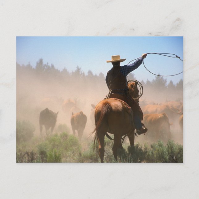 Carte Postale Un cow-boy qui travaille le troupeau sur un bétail (Devant)