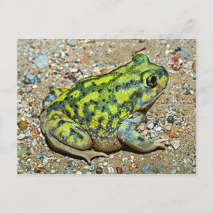 Carte Postale Un crapaud à pieds nus