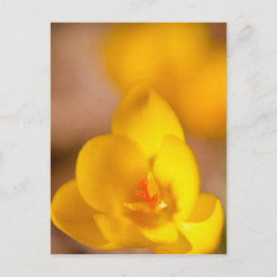 Carte Postale Un crocus jaune fleurit à Portsmouth, New