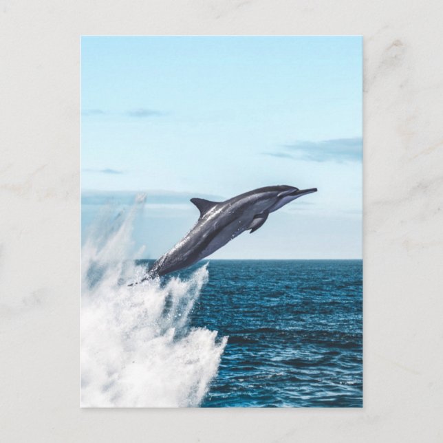 Carte Postale Un dauphin saute de l'océan (Devant)