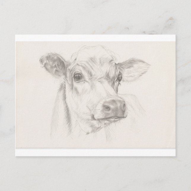 Carte Postale Un dessin d'une jeune vache (Devant)