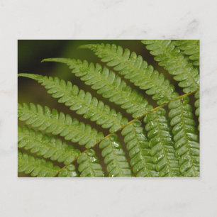 Carte Postale Un détail de fougère, de la forêt nuageuse de Mind