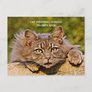 Carte Postale Un drôle de chat anti-Trump qui étudie les cheveux
