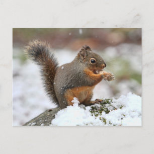 Carte Postale Un écureuil mignon dans la neige Photo