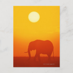 Carte Postale Un éléphant africain se promène au coucher du sole