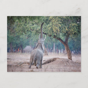 Carte Postale Un éléphant pour l'acia