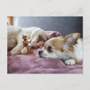 Carte Postale Un elfe d'Acorn lit un conte de fées à un chien et