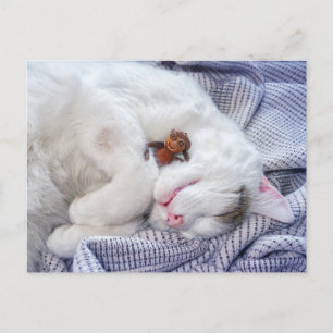Carte Postale Un elfe de maïs avec le chat