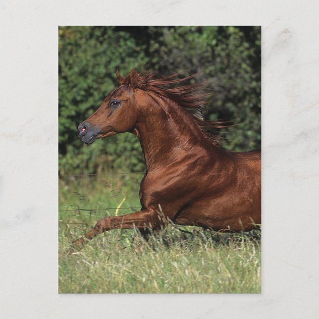 Carte Postale Un étalon arabe coule dans l'herbe (Devant)