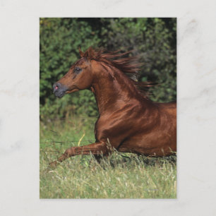 Carte Postale Un étalon arabe coule dans l'herbe