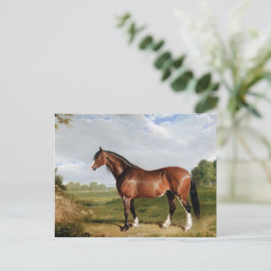Carte Postale Un étalon Clydesdale