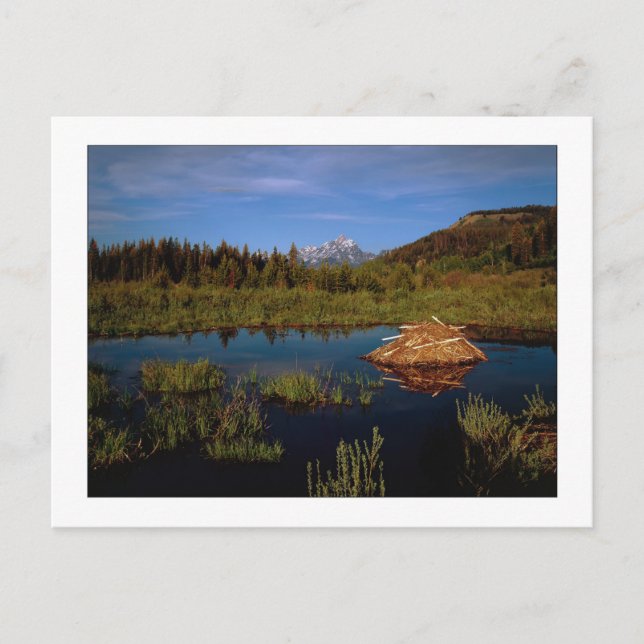 Carte Postale "Un été à Teton" (Devant)