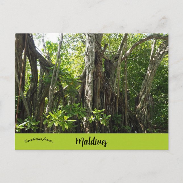 Carte Postale Un figuier des banians aux Maldives (Devant)