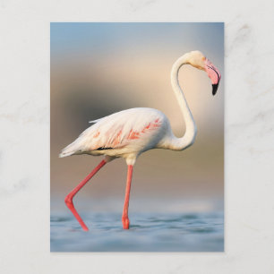Carte Postale Un Flamant rose un peu plus grand
