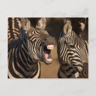 Carte Postale Un gros plan d'une Zèbre montrant ses dents,