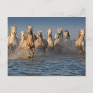 Carte Postale Un Groupe De Chevaux Blancs En Camargue