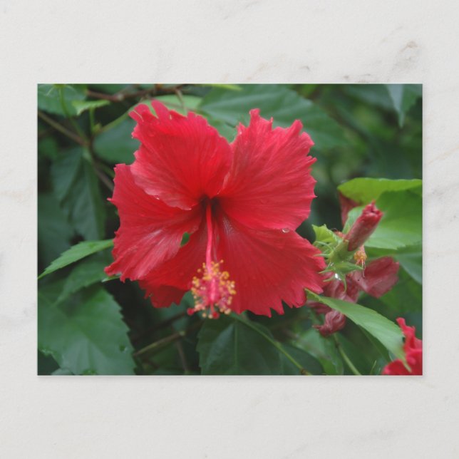 Carte Postale Un hibiscus rouge (Devant)