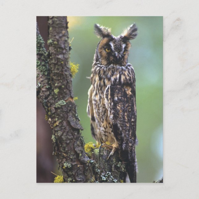 Carte Postale Un hibou à longues oreilles perché sur une branche (Devant)