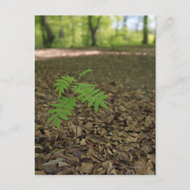 Carte Postale Un jeune arbre Rowan rampant commence la vie dans  (Devant)