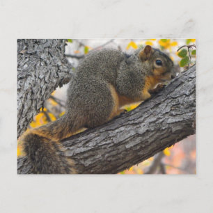 Carte Postale Un jeune écureuil dans l'arbre