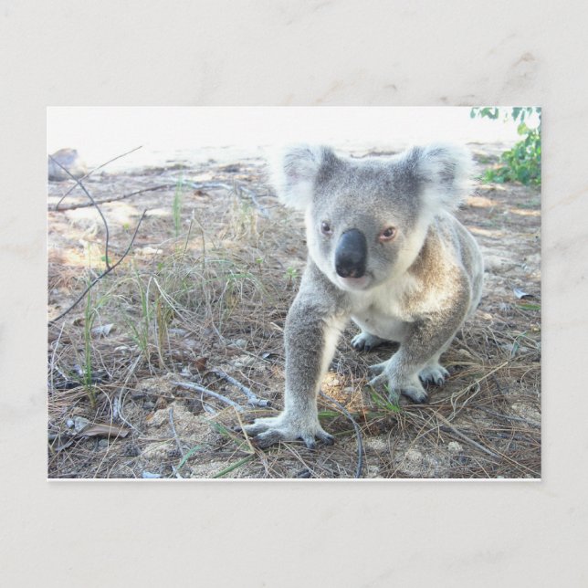Carte Postale Un jeune koala en marche à la plage (Devant)
