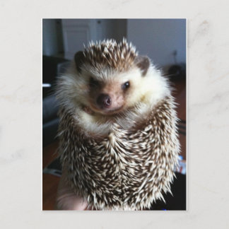 Carte Postale Un joli hérisson
