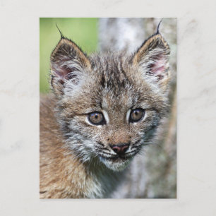 Carte Postale Un Joli Petit Lynx Kitten Canadien