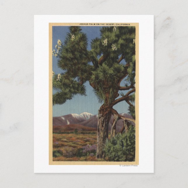 Carte Postale Un joshua palmier en fleurs dans le désert califor (Devant)