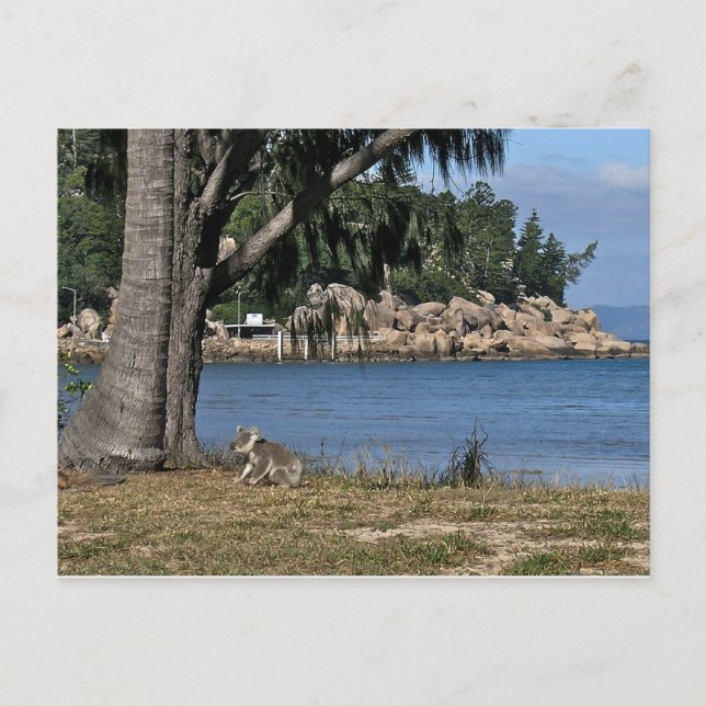 Carte Postale Un koala jeune à la plage (Devant)