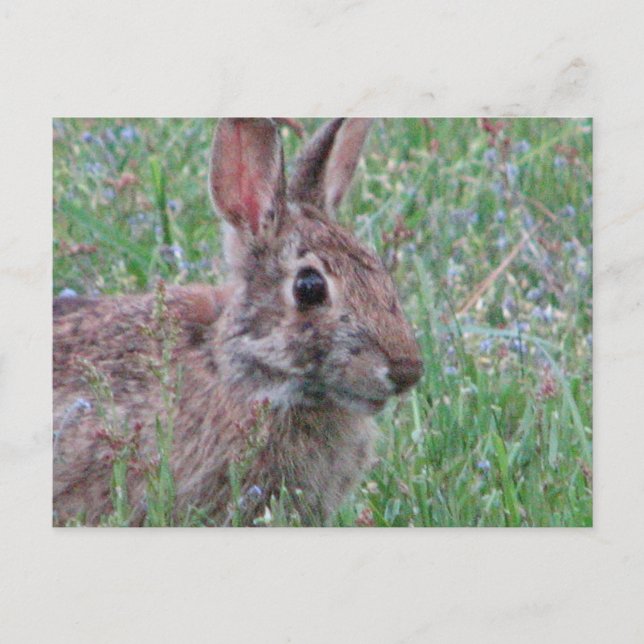 Carte Postale Un Lapin En Scène De Pré Fleur sauvage (Devant)