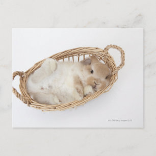 Carte Postale Un lapin est dans un panier.Holland Lop.