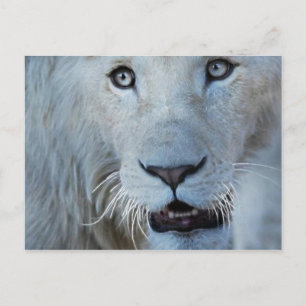 Carte Postale Un lion blanc en Afrique du Sud
