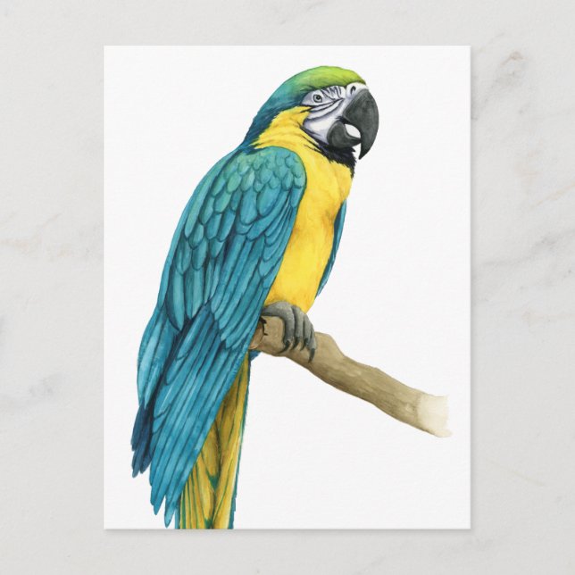 Carte Postale Un Macaw Turquoise (Devant)