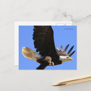 Carte Postale Un Magnifique Aigle Balde Mouche Gratuit