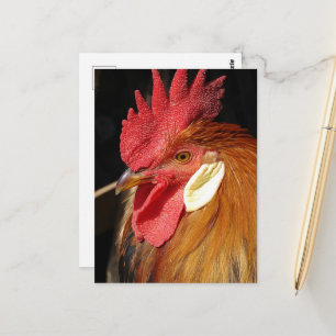 Carte Postale Un magnifique coq Leghorn