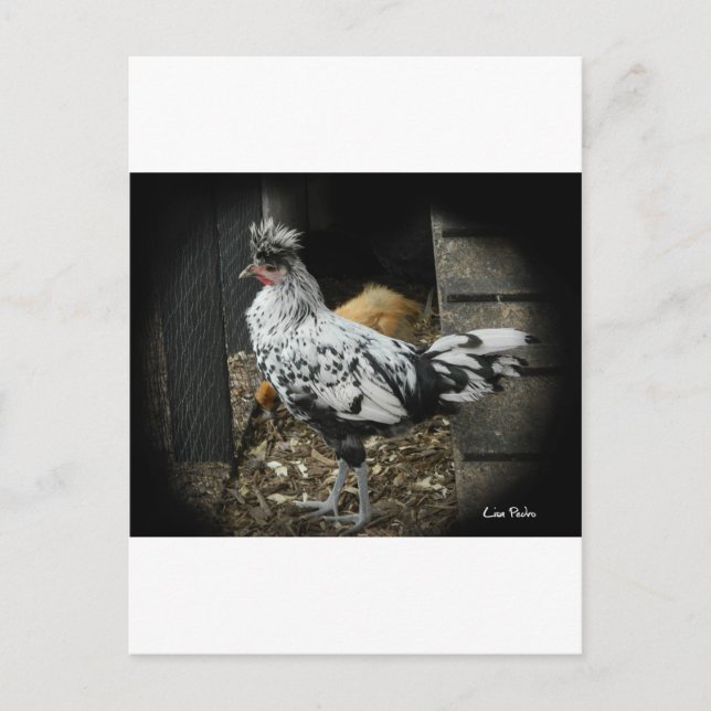 Carte Postale un magnifique design d'un bel oiseau exotique (Devant)