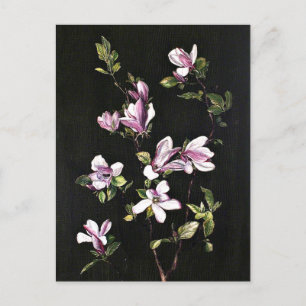 Carte Postale Un Magnolia japonais, tableau de Marianne North,