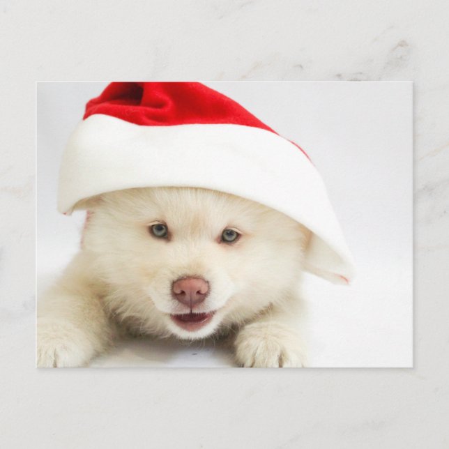 Carte Postale Un mignon chien blanc chiot dans un chapeau de Noë (Devant)