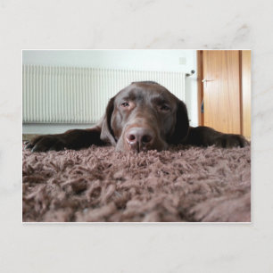 Carte Postale un mignon chiot du laboratoire de chocolat dormant