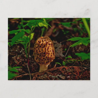 CARTE POSTALE ~ Un Morel Poster Le Long Du Lac Pen