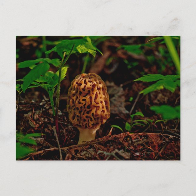 CARTE POSTALE ~ Un Morel Poster Le Long Du Lac Pen (Devant)