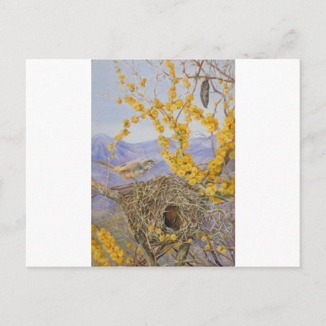 Carte Postale Un nid d'oiseaux armés à Acacia Bush, Chili par Ma (Devant)