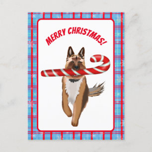 Carte Postale Un Noël très canne à sucre de berger allemand