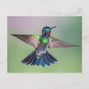 Carte Postale Un oiseau-colibri étonnant qui vole au Costa Rica