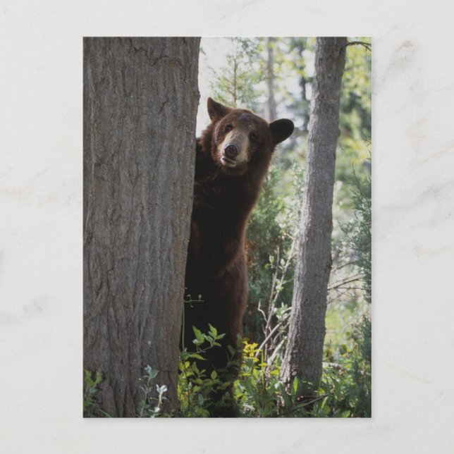 Carte Postale Un ours à la cannelle (Devant)
