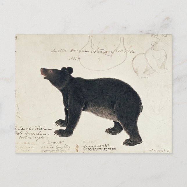 Carte Postale Un ours noir asiatique, "Ursus Tibetanus" (Devant)